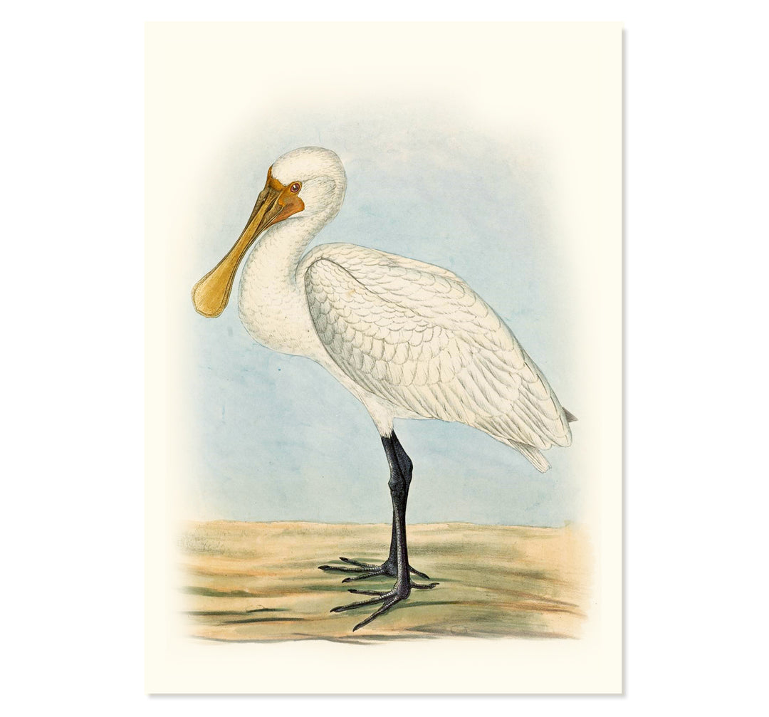 The Eurasian Spoonbill Art Print