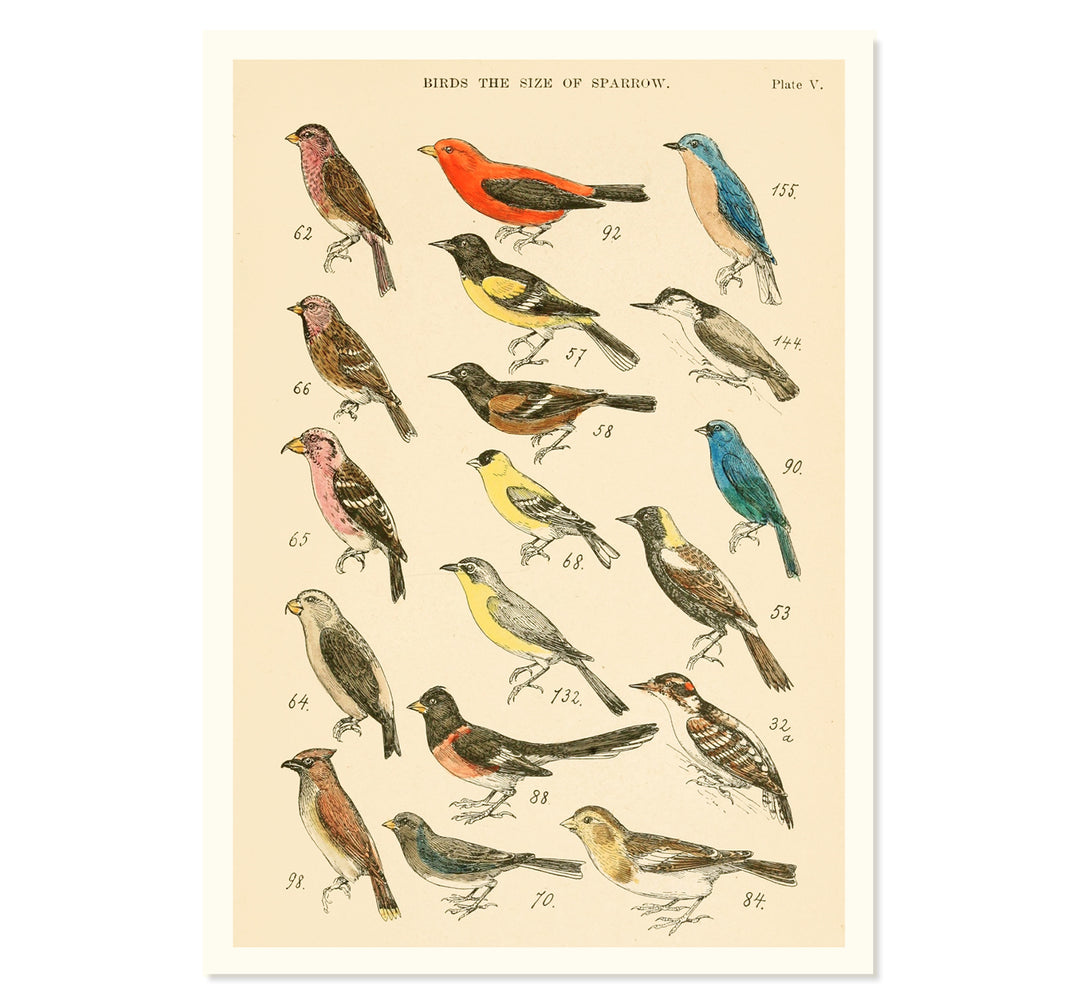 The Bird Library Art Print