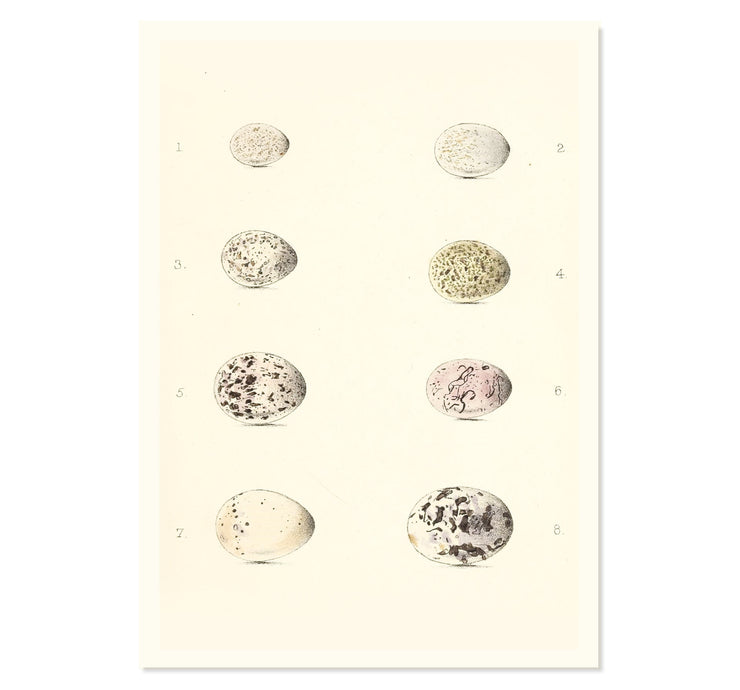 Collection of Bird Eggs Art Print