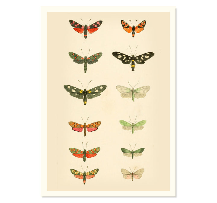 The Library of Moths Art Print