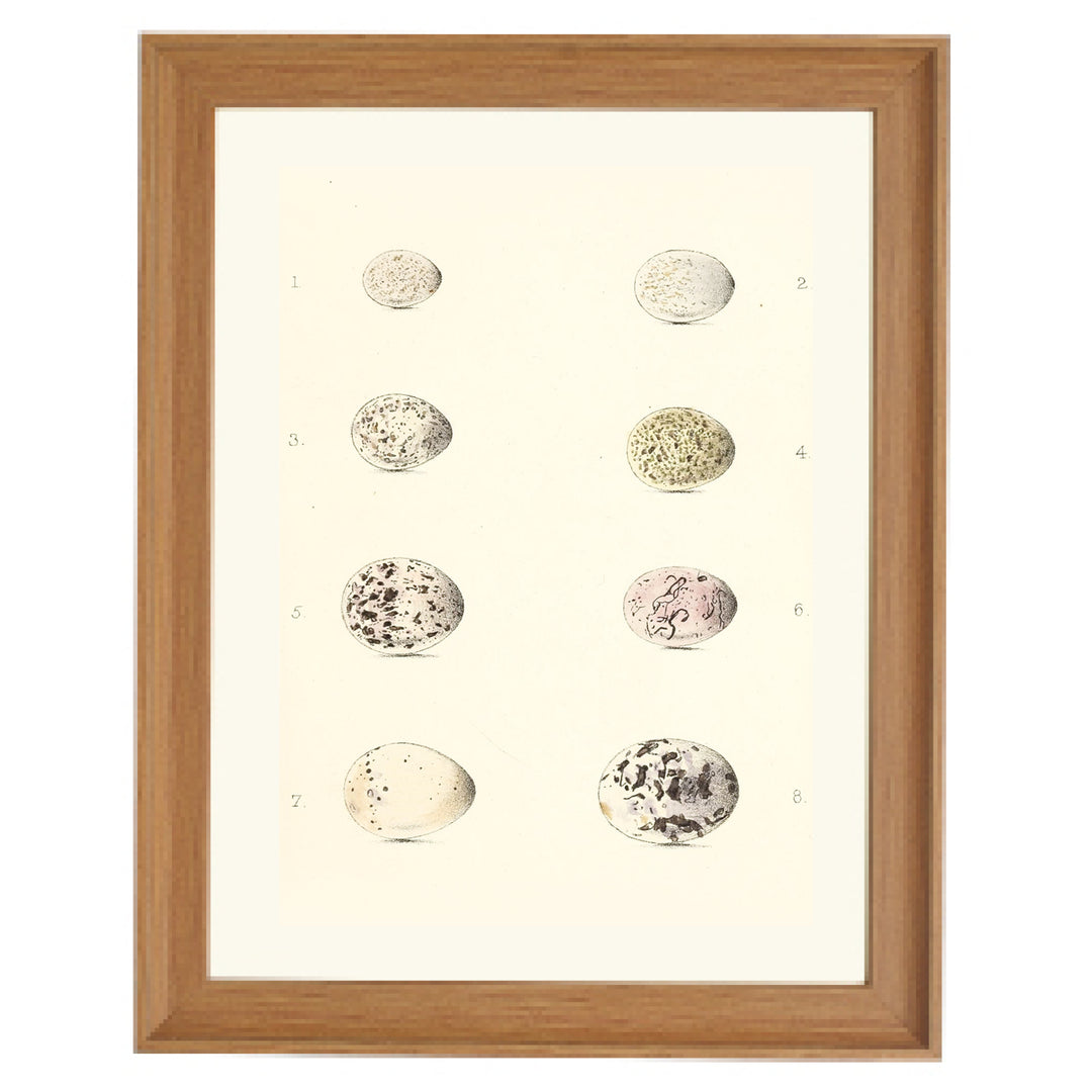 Collection of Bird Eggs Art Print