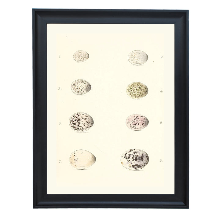 Collection of Bird Eggs Art Print