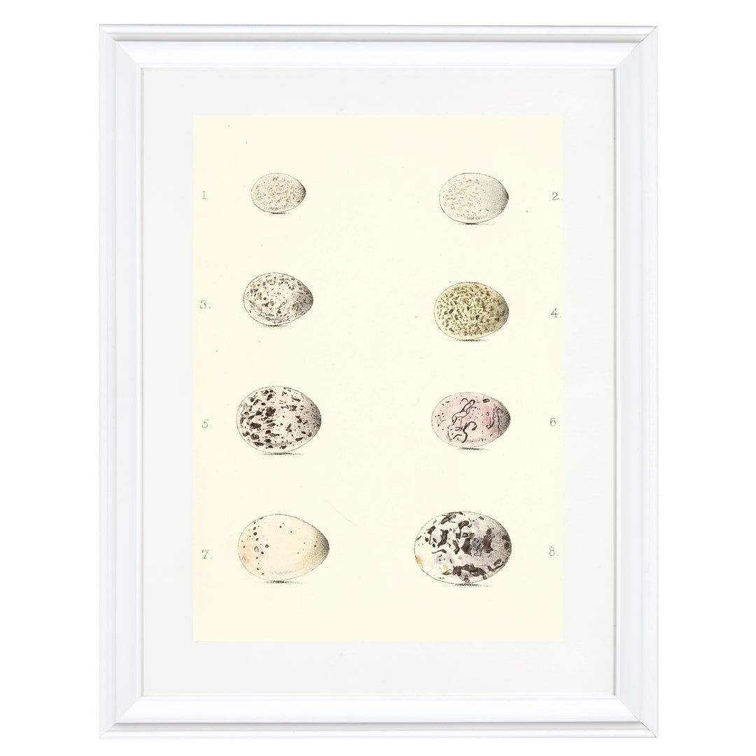 Collection of Bird Eggs Art Print