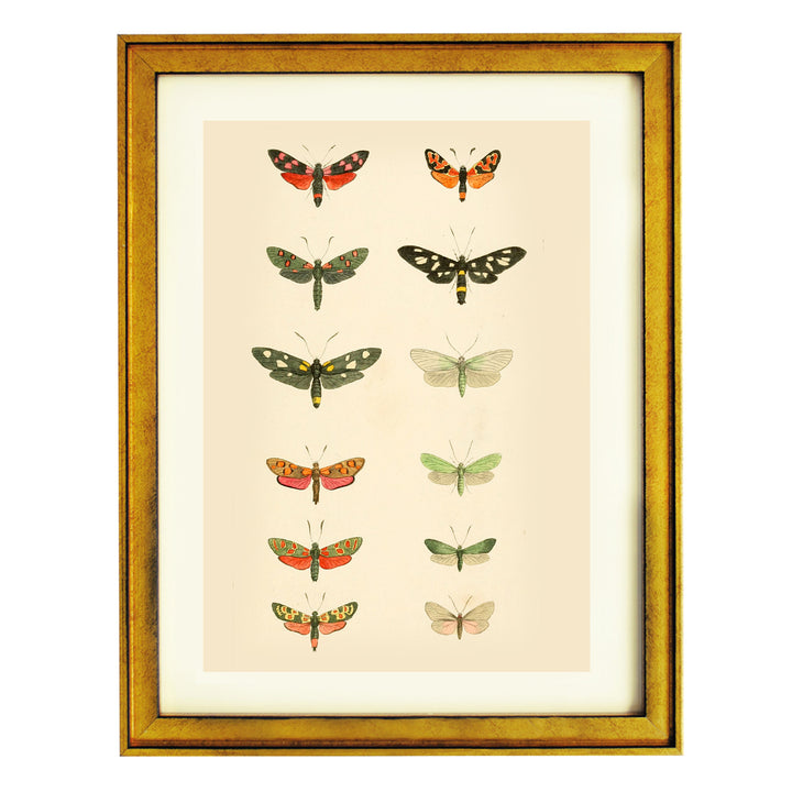 The Library of Moths Art Print