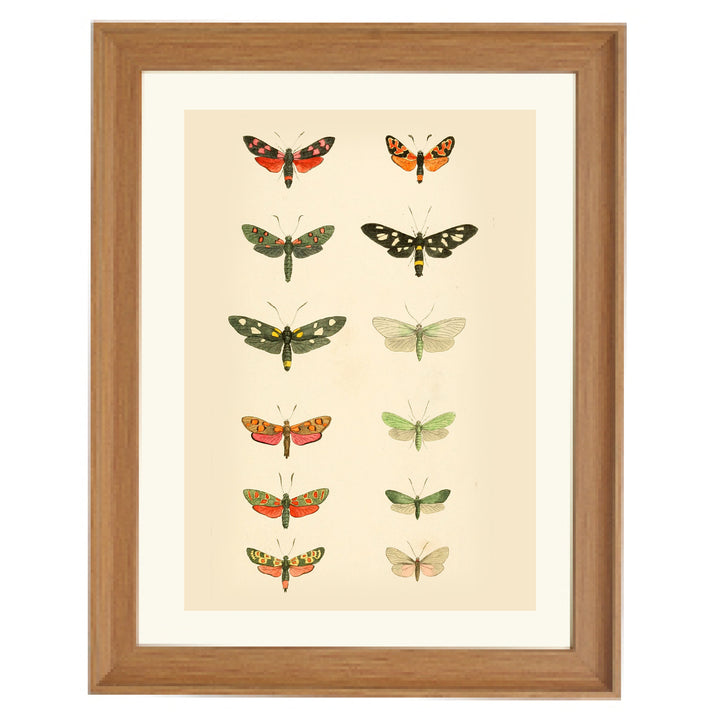 The Library of Moths Art Print