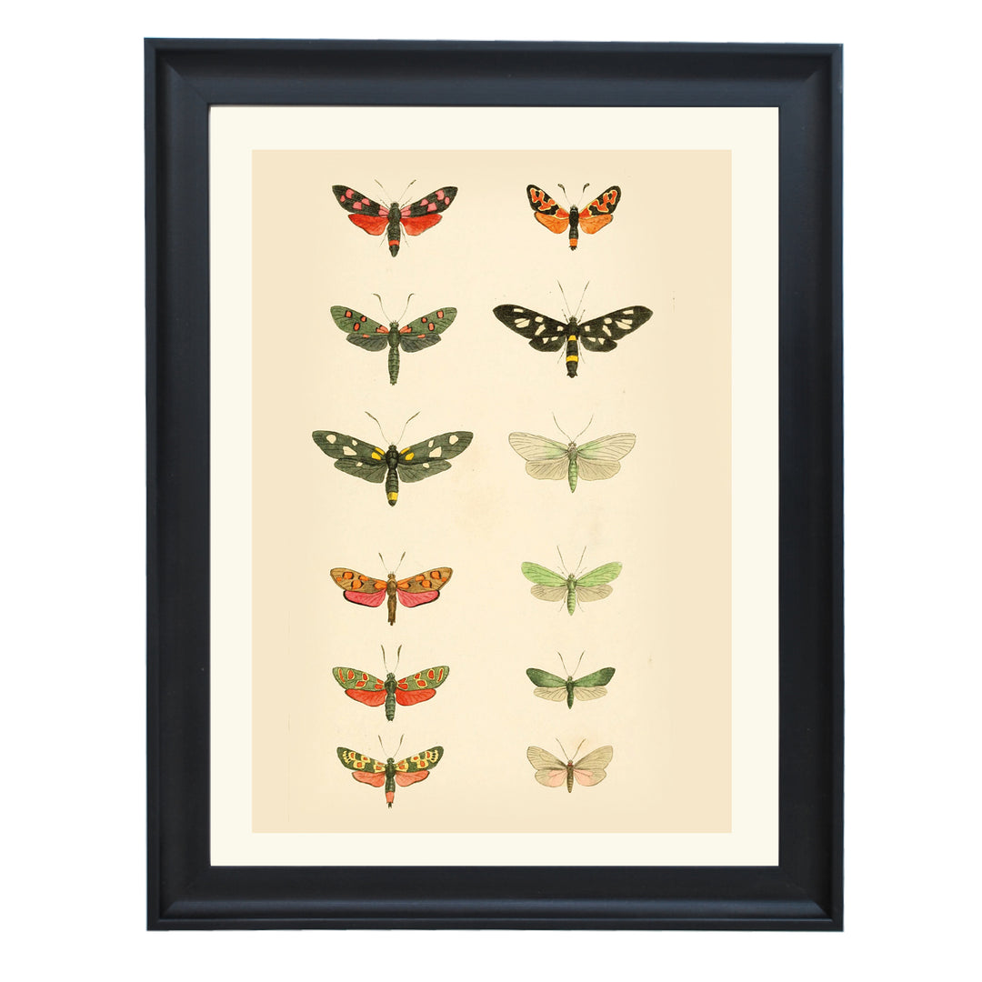 The Library of Moths Art Print