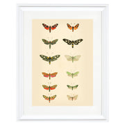 The Library of Moths Art Print