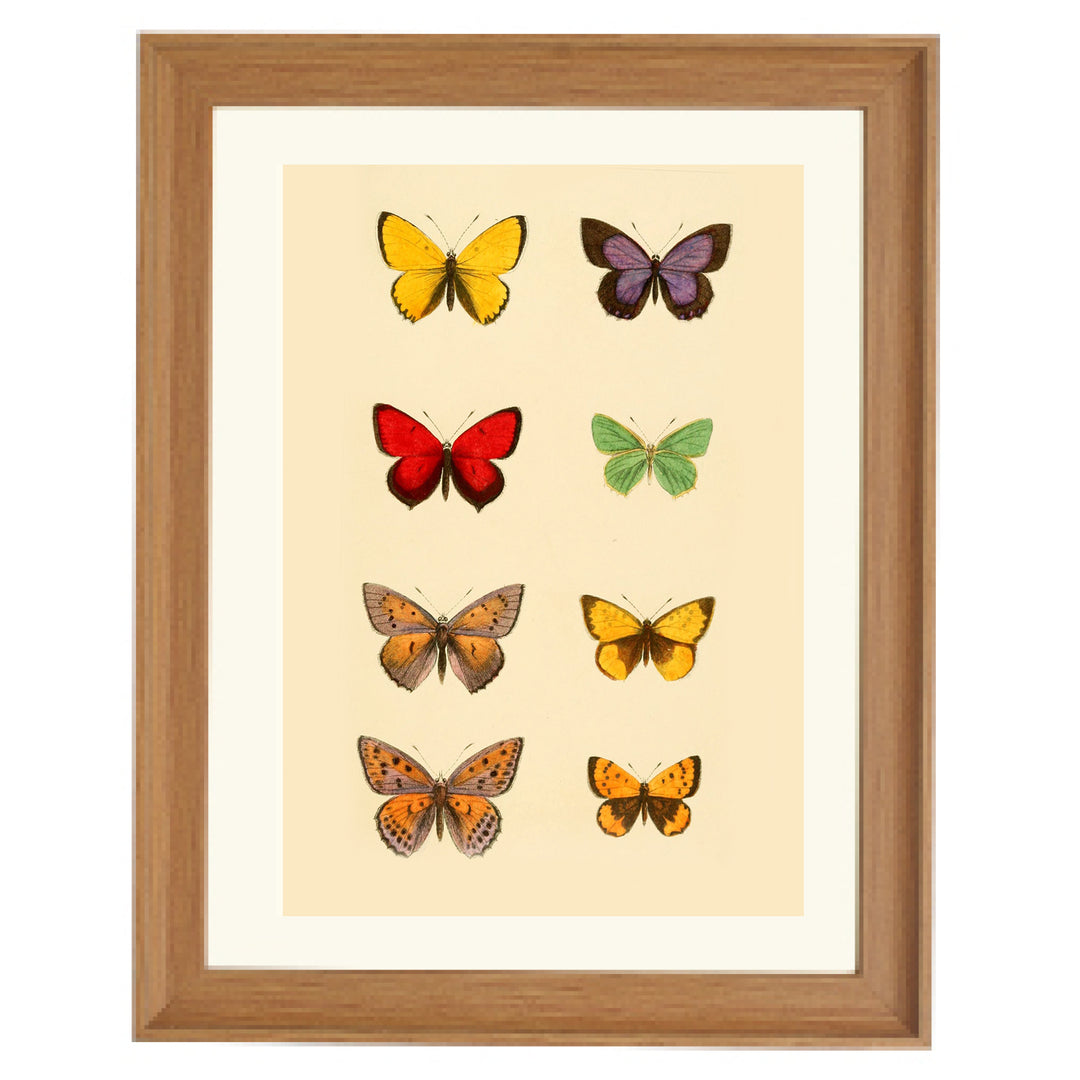 The Butterfly Library Art Print