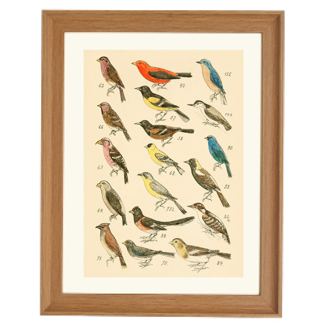 The Bird Library Art Print