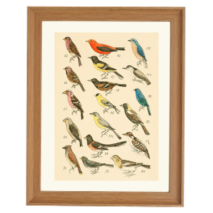 The Bird Library Art Print