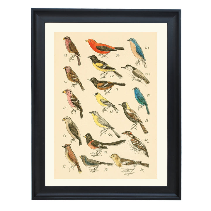 The Bird Library Art Print