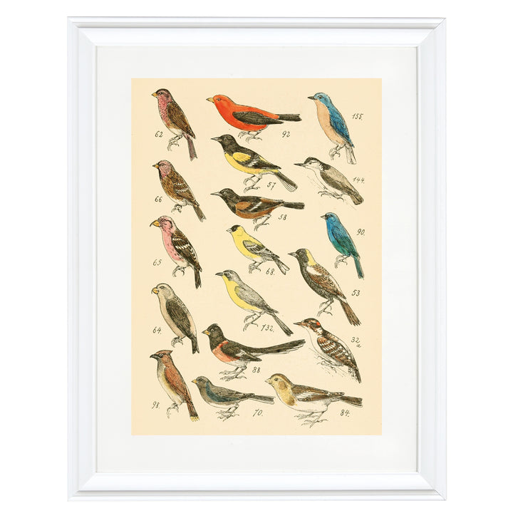 The Bird Library Art Print