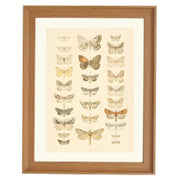 The Vintage Butterfly Library Art Print