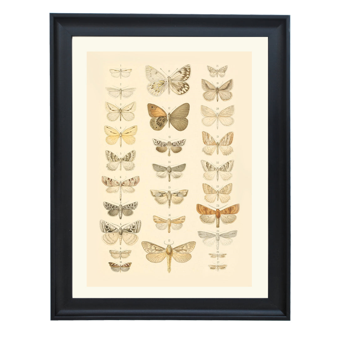 The Vintage Butterfly Library Art Print