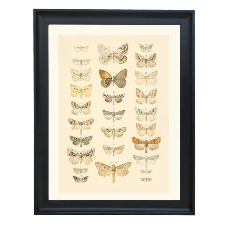 The Vintage Butterfly Library Art Print