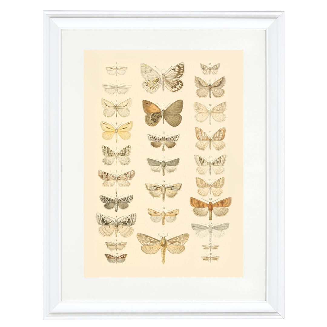 The Vintage Butterfly Library Art Print