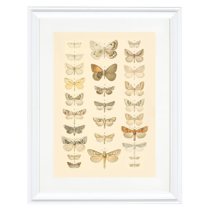 The Vintage Butterfly Library Art Print