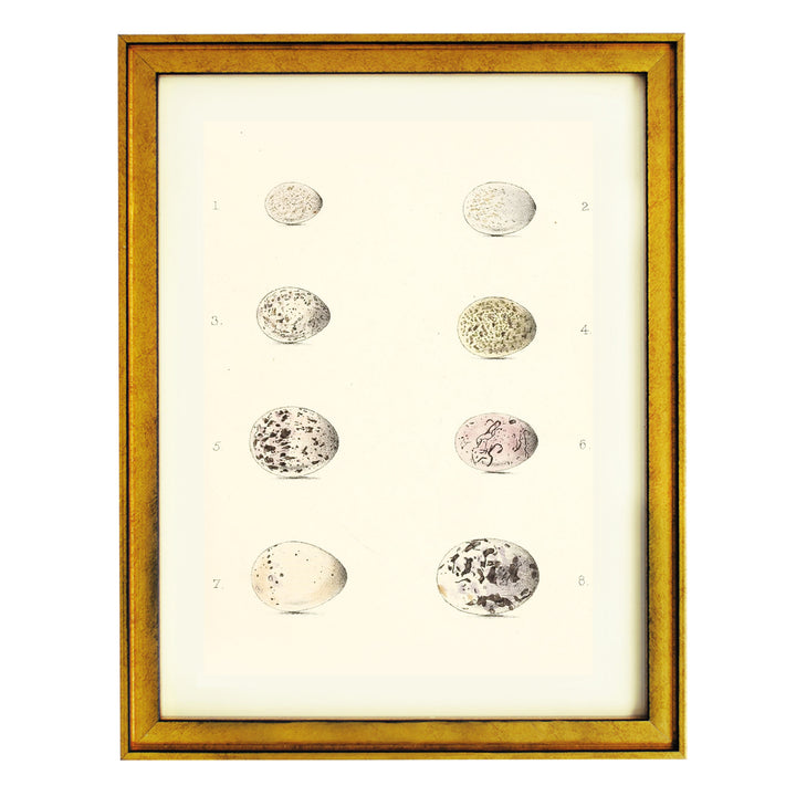 Collection of Bird Eggs Art Print