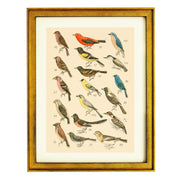The Bird Library Art Print