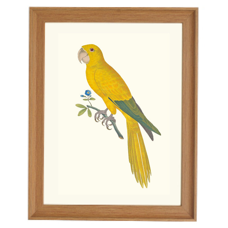 Carolina Parakeet Art Print