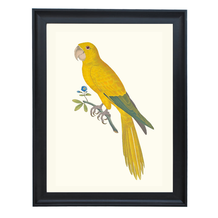 Carolina Parakeet Art Print