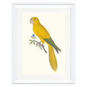 Carolina Parakeet Art Print