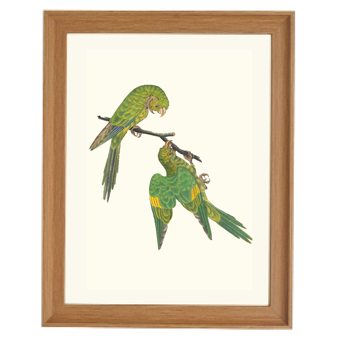 Birds of a Feather Art Print