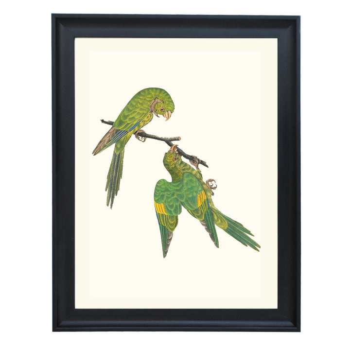 Birds of a Feather Art Print