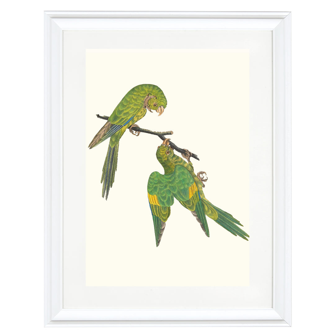 Birds of a Feather Art Print