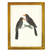 Black-fronted Nunbirds Art Print