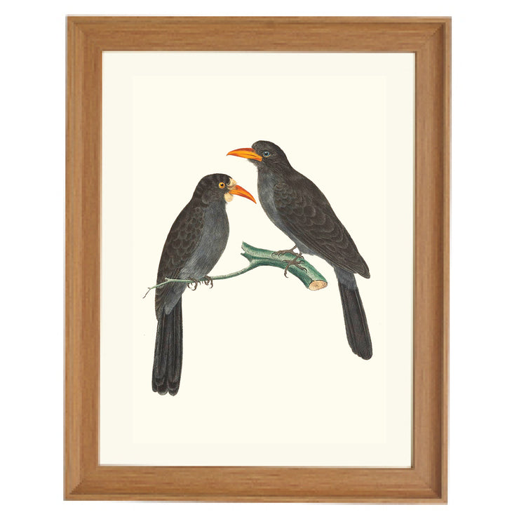 Black-fronted Nunbirds Art Print