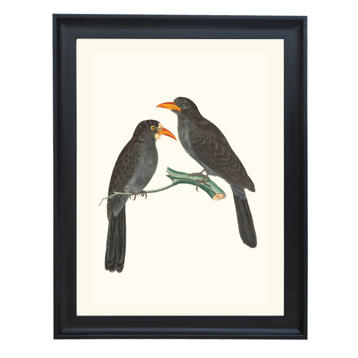 Black-fronted Nunbirds Art Print