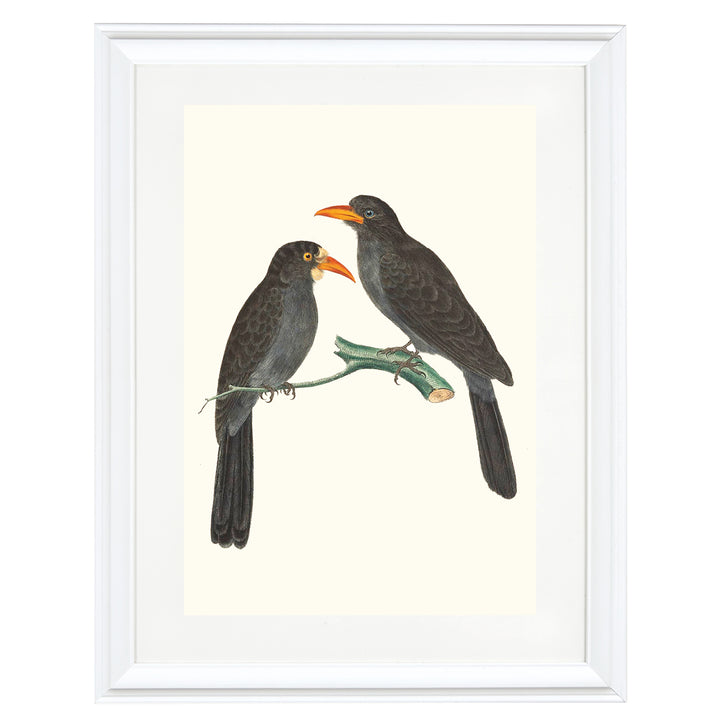 Black-fronted Nunbirds Art Print