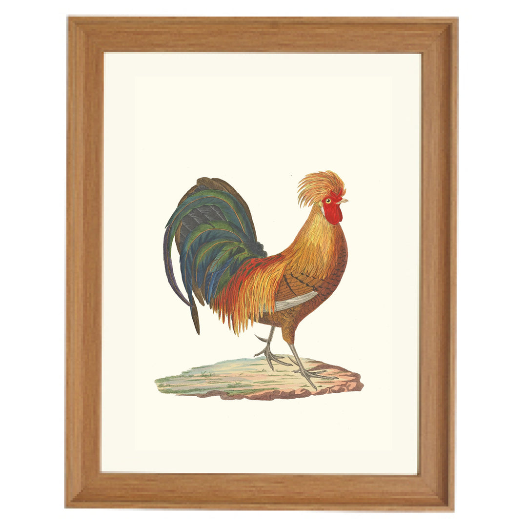 The Rooster Art Print