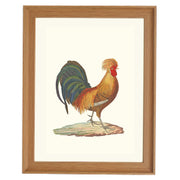 The Rooster Art Print