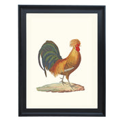 The Rooster Art Print