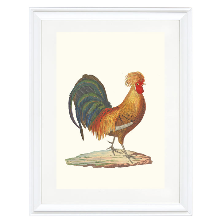 The Rooster Art Print