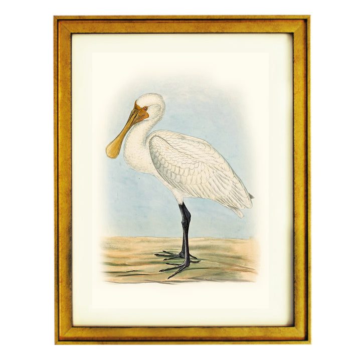 The Eurasian Spoonbill Art Print