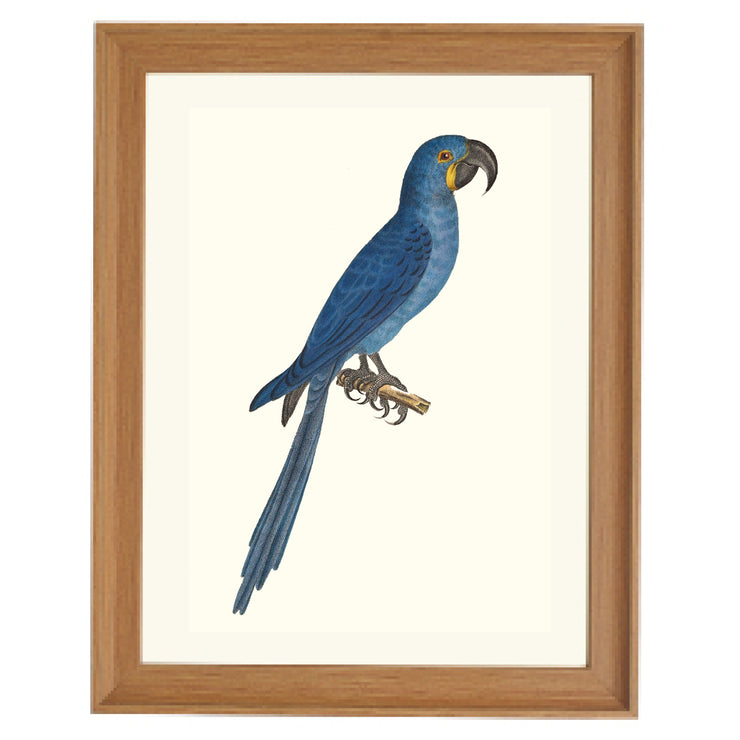 Glaucous Macaw Art Print