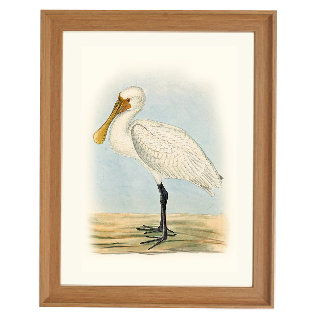 The Eurasian Spoonbill Art Print