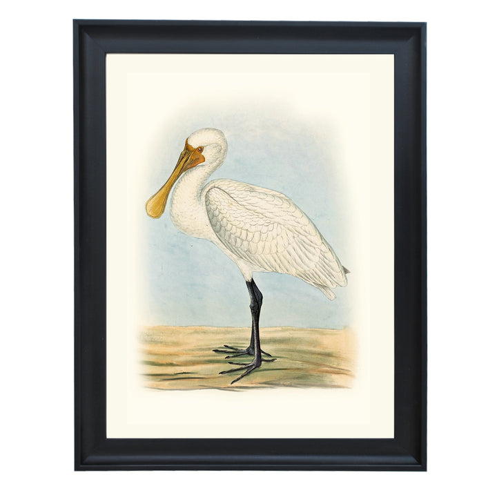 The Eurasian Spoonbill Art Print