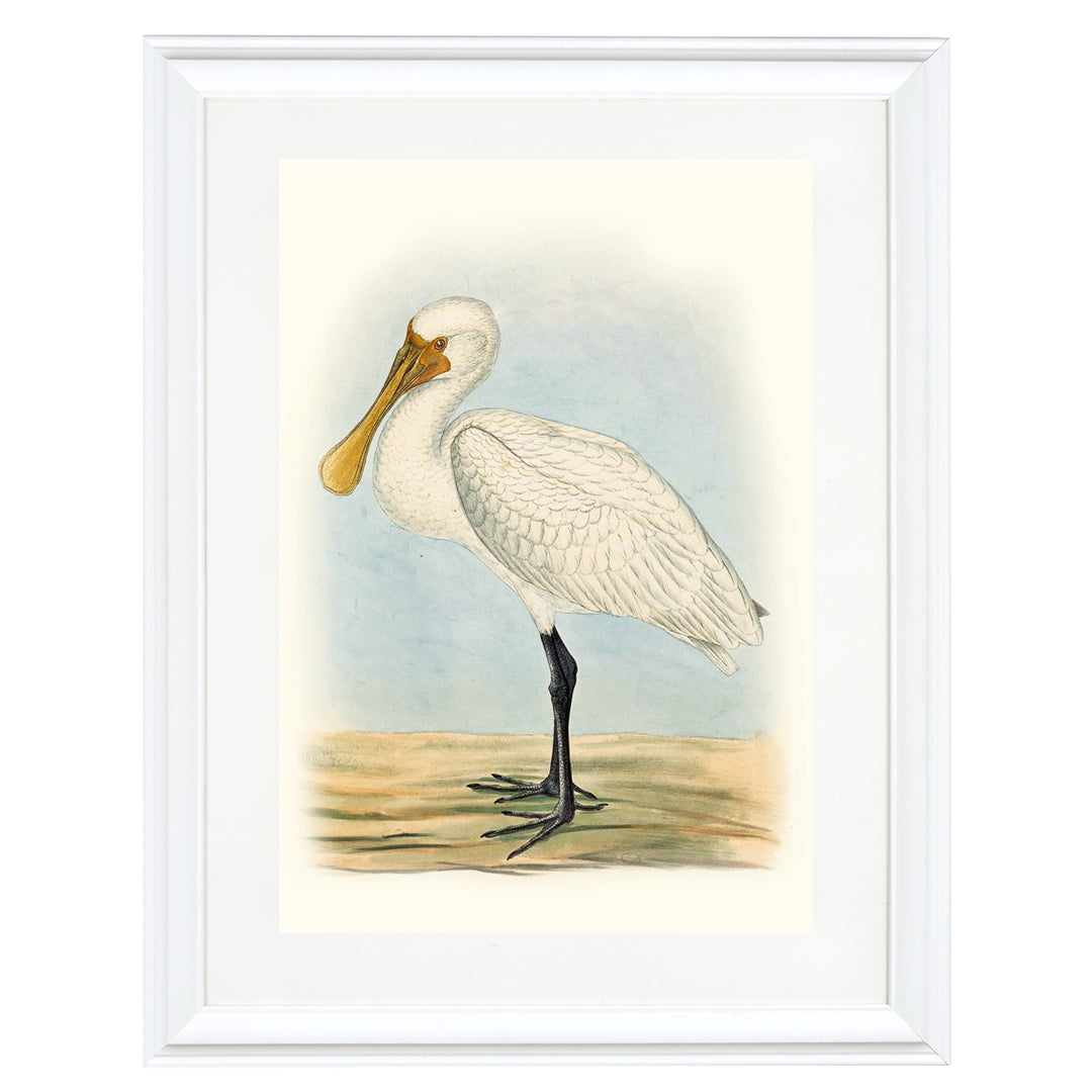 The Eurasian Spoonbill Art Print