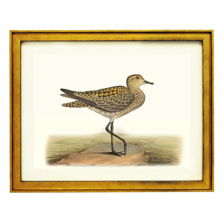 The European Golden Plover Art Print