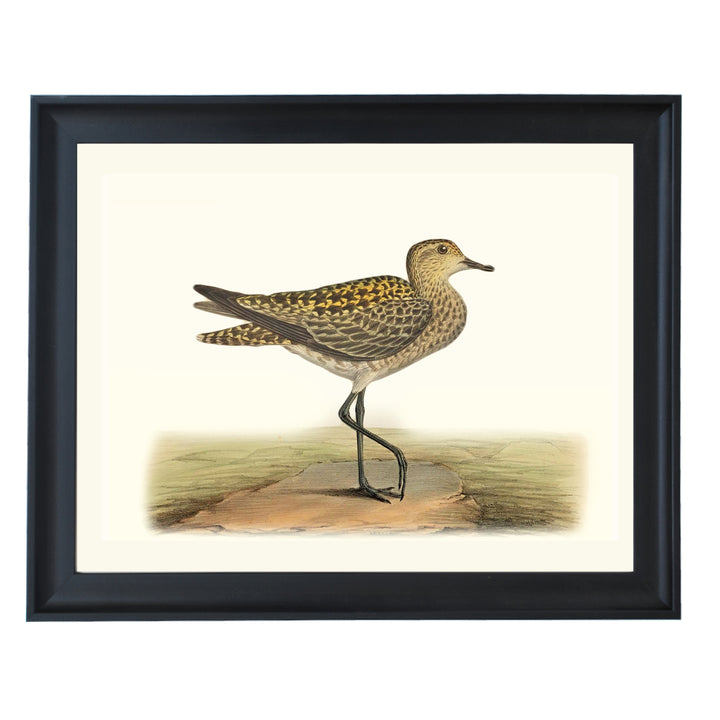 The European Golden Plover Art Print