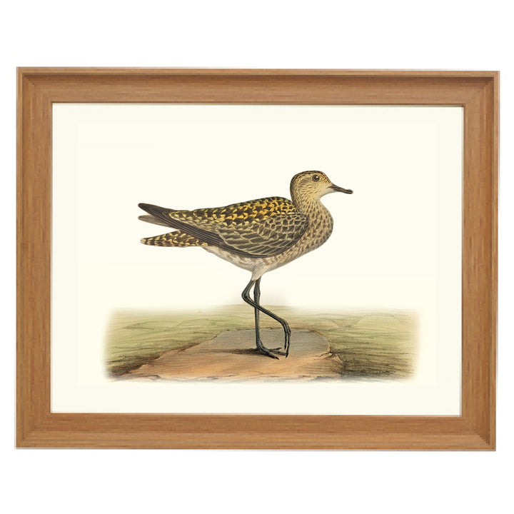 The European Golden Plover Art Print