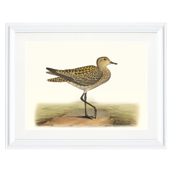 The European Golden Plover Art Print