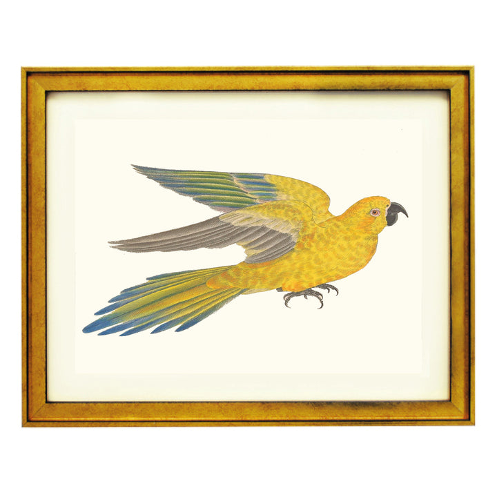 Sulphur-breasted Parakeet Art Print