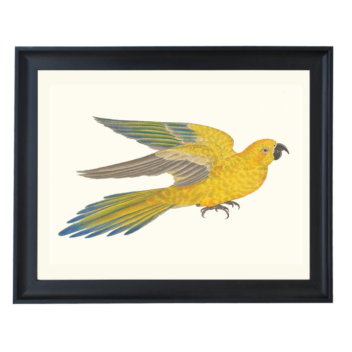 Sulphur-breasted Parakeet Art Print