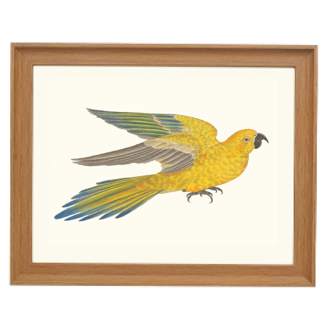 Sulphur-breasted Parakeet Art Print