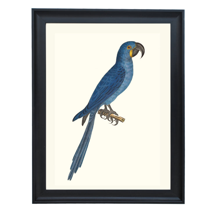 Glaucous Macaw Art Print